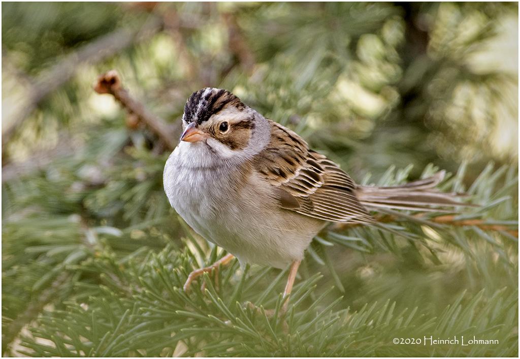 KP25344-Clay-colored Sparrow.jpg