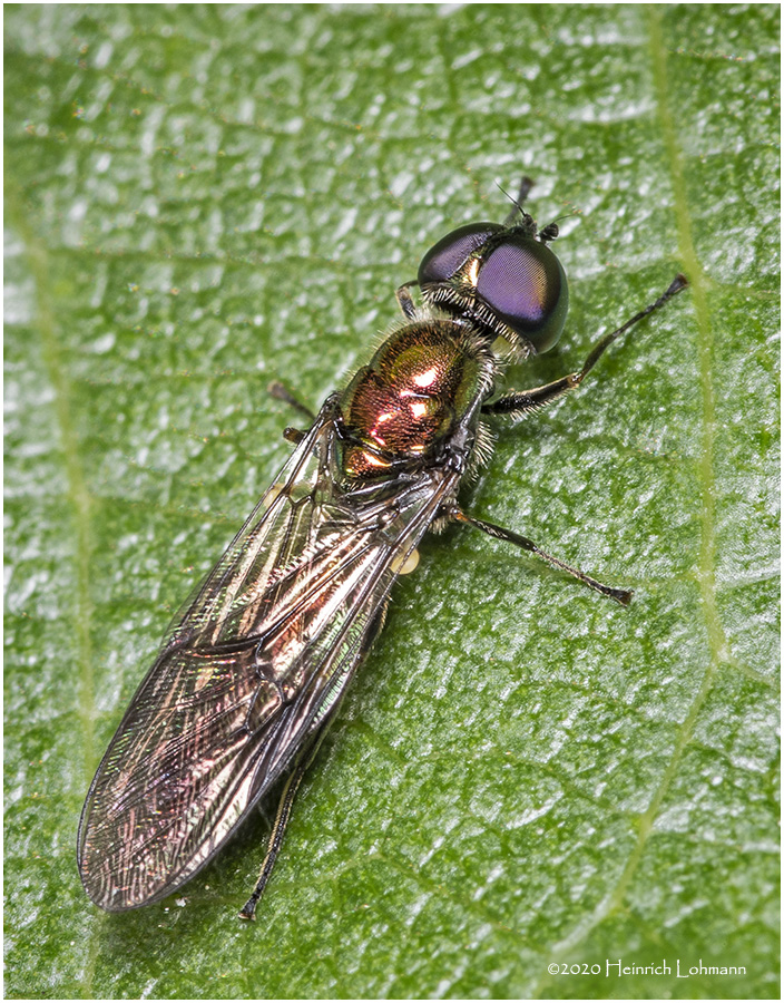 KS27613-unidentified tiny Fly.jpg