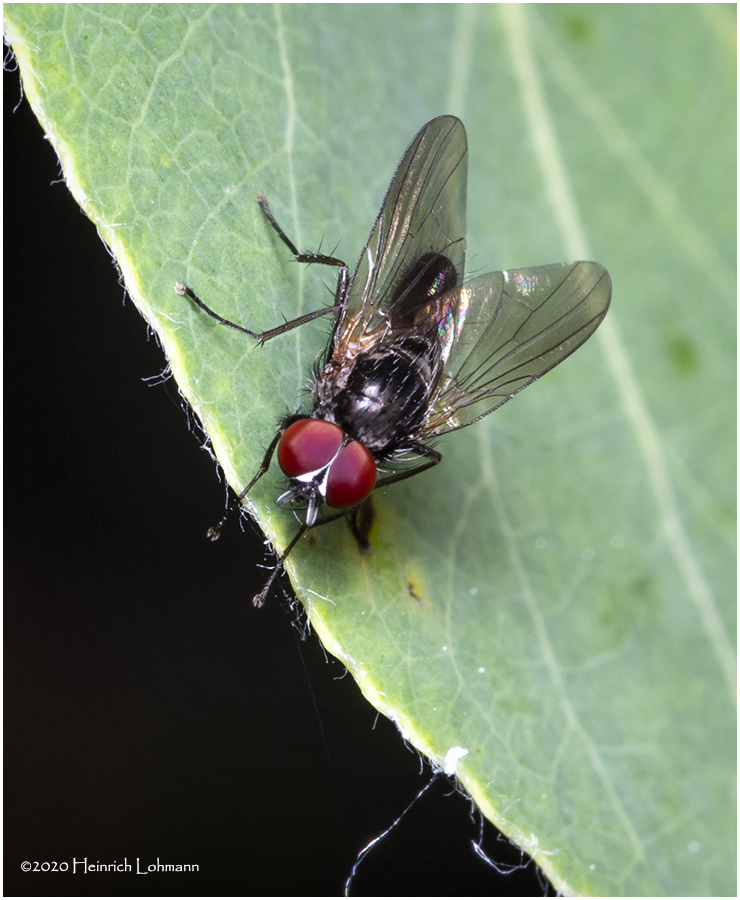 KS27796-unidentified Fly.jpg