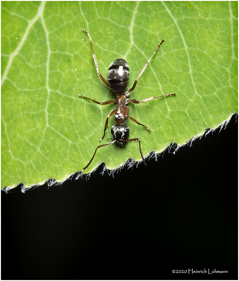 KS27814-Ant.jpg