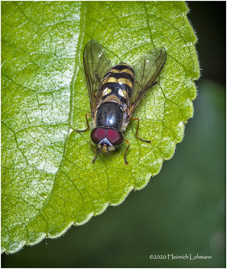 KS27867-A tiny Hover Fly.jpg