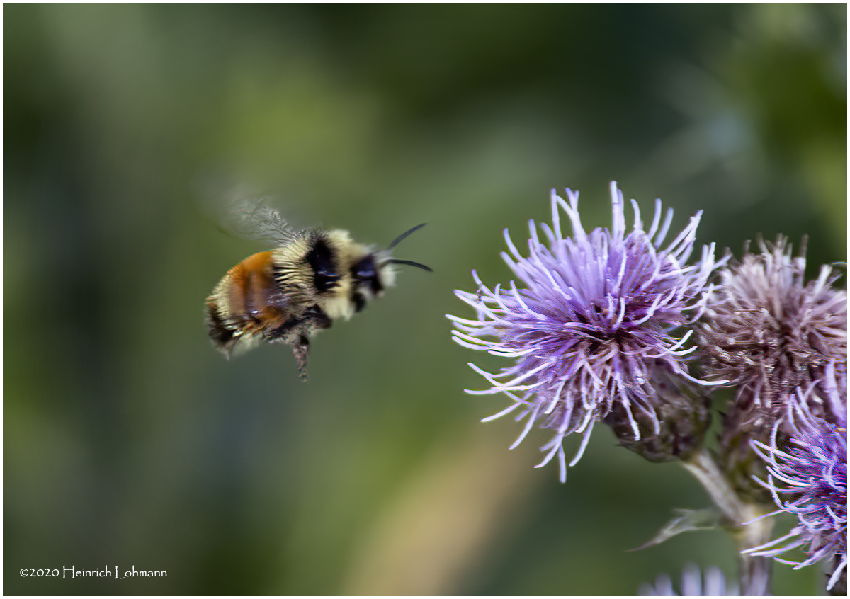 KP26760-Red-tailed Bumble Bee.jpg