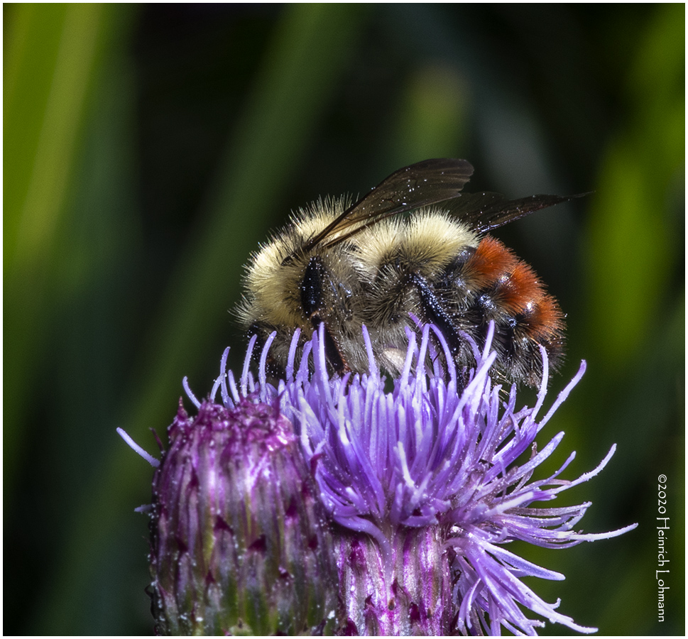 KS28841-Red-tailed Bumble Bee.jpg