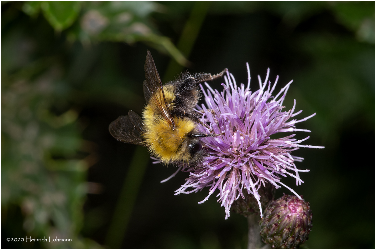 KS29138-Bumble Bee.jpg