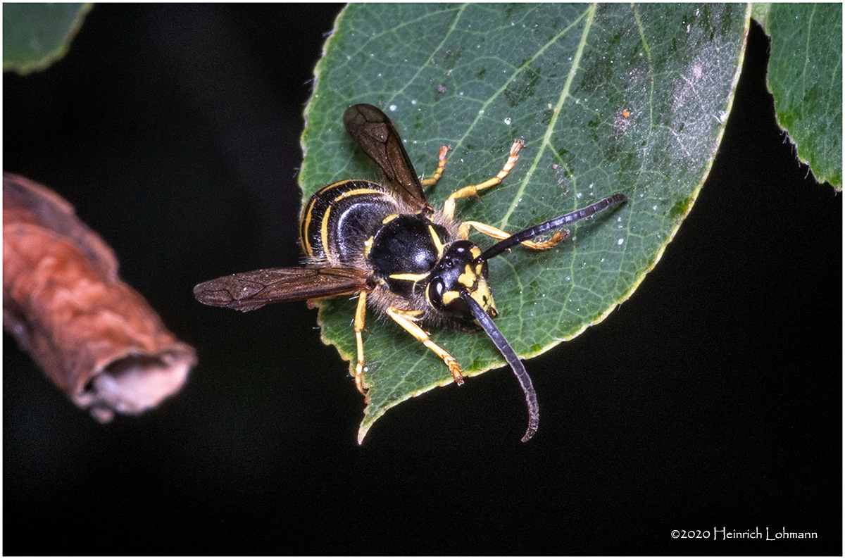 KS29176-Sandhills Hornet.jpg