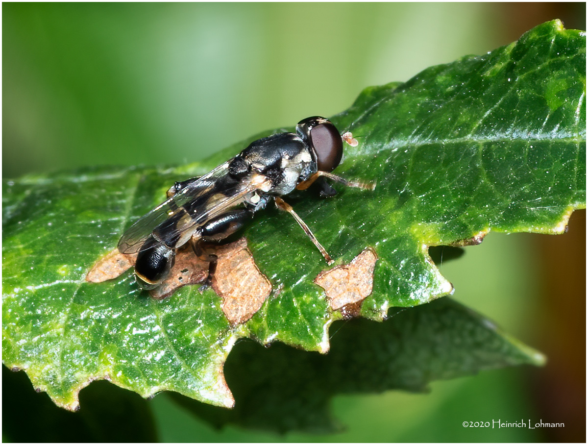 KS29587-unidentified Fly.jpg