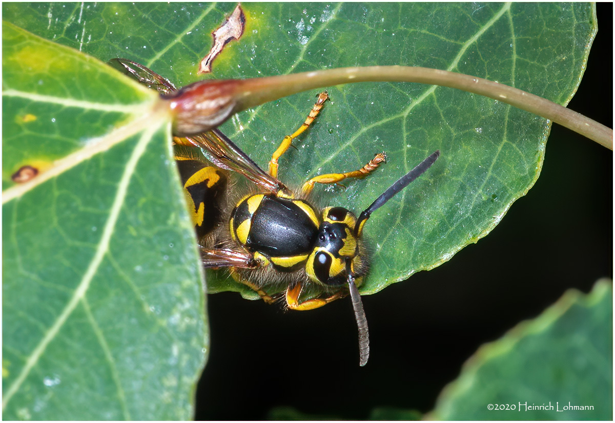 KS29654-Sandhills Hornet.jpg
