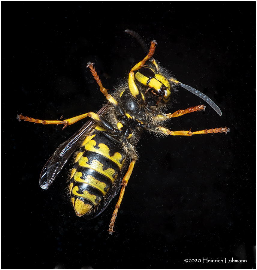 KS29702-Sandhills Hornet.jpg