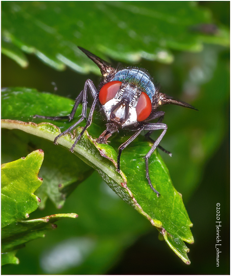 KS29850-Blue Bottle Fly.jpg