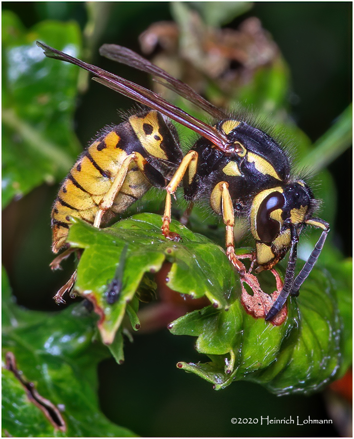 KS29864-Sandhills Hornet.jpg