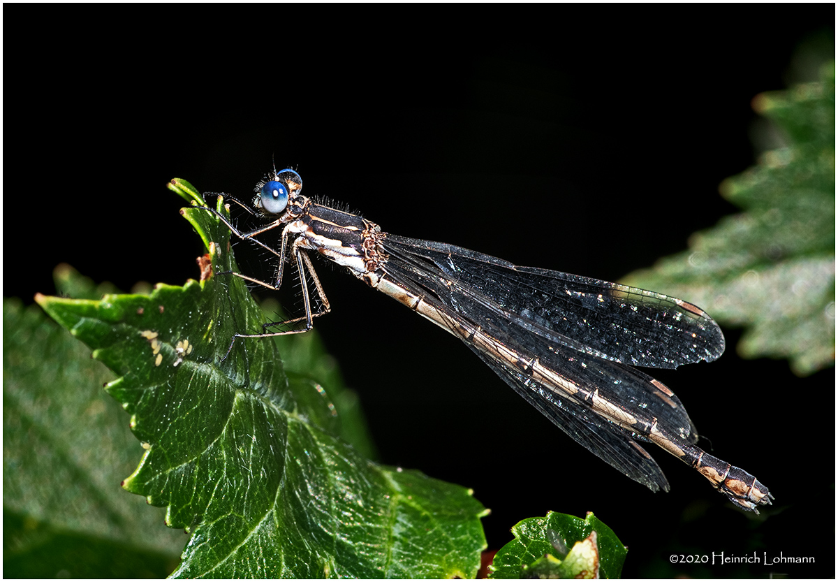 KS29928-Damsel Fly.jpg
