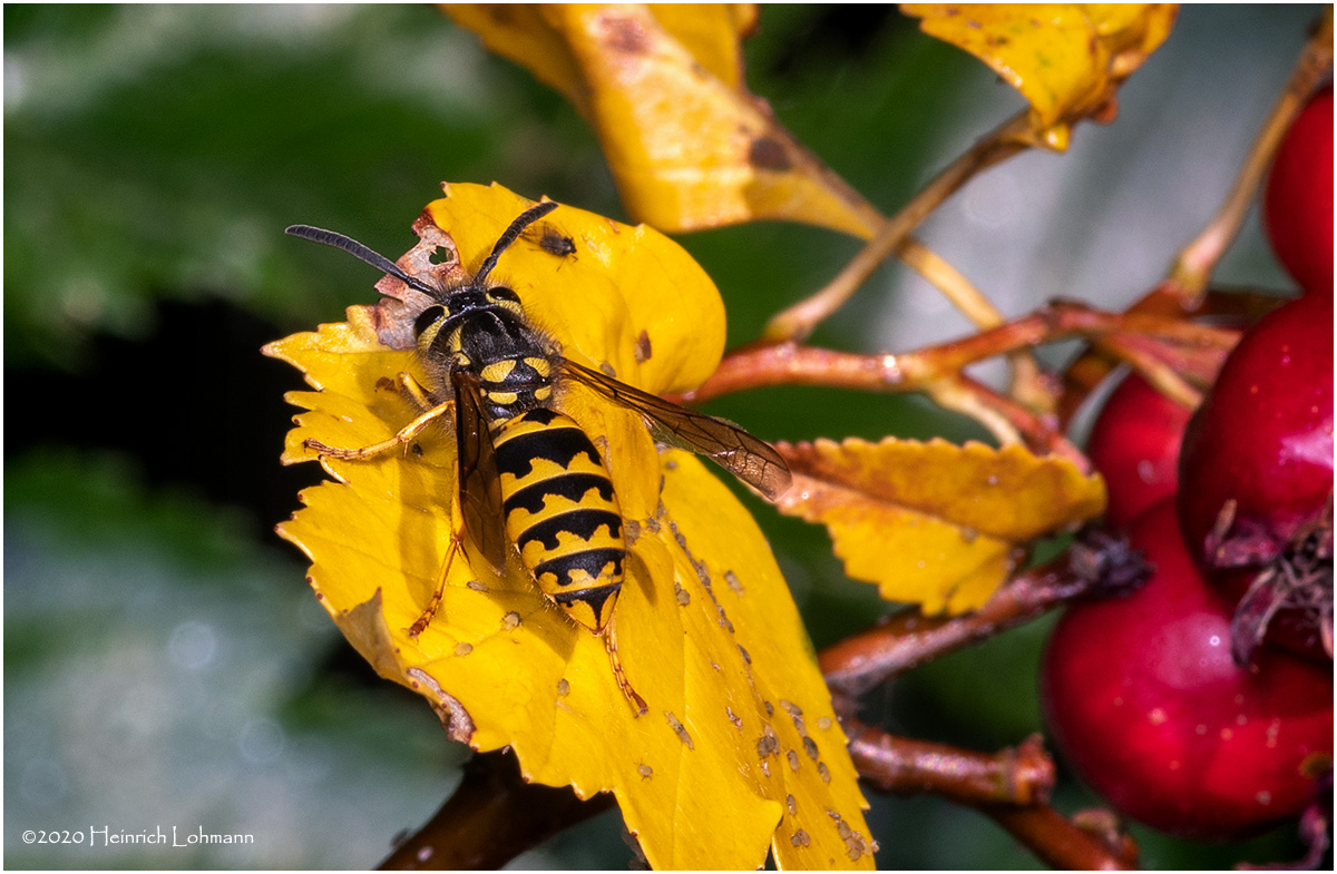 KS29939-Sandhills Hornet.jpg
