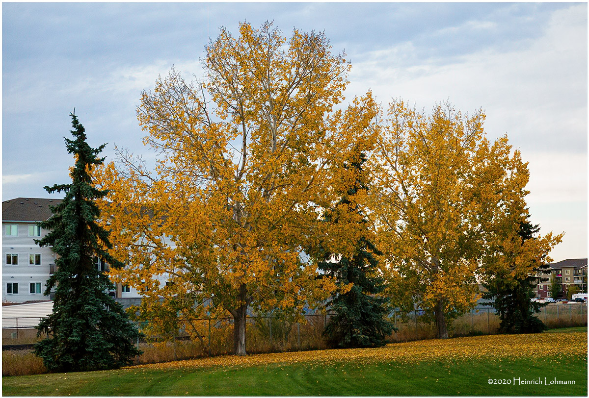 DSC3289-Airdrie.jpg