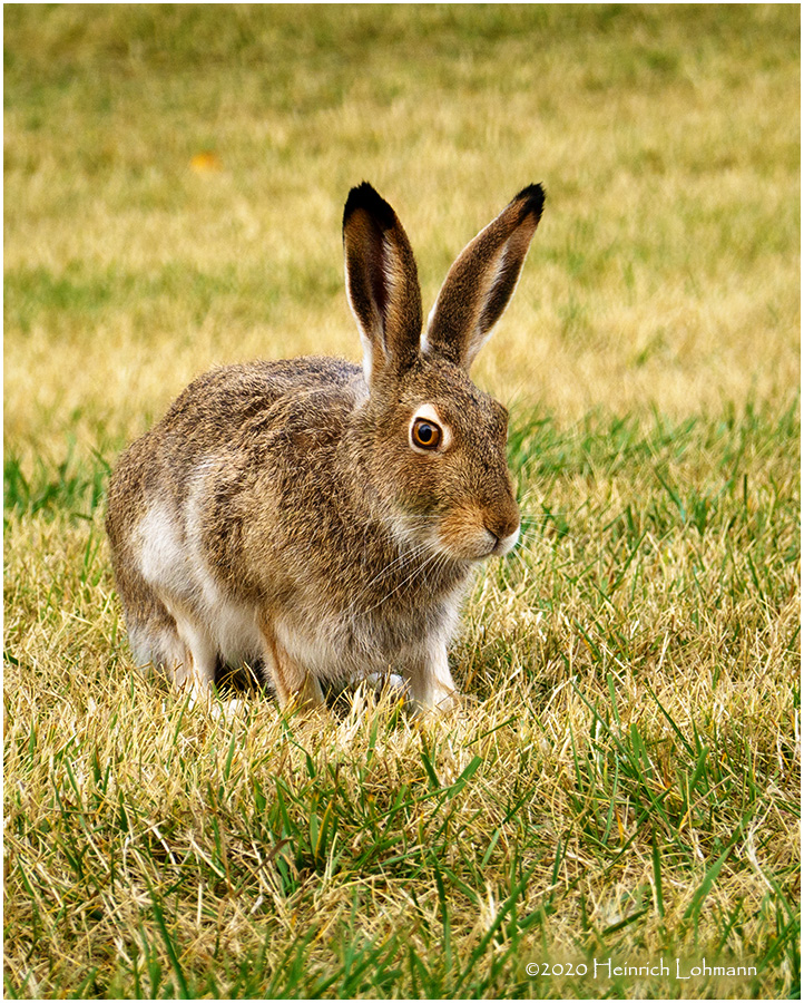 DSC3281-Hare.jpg