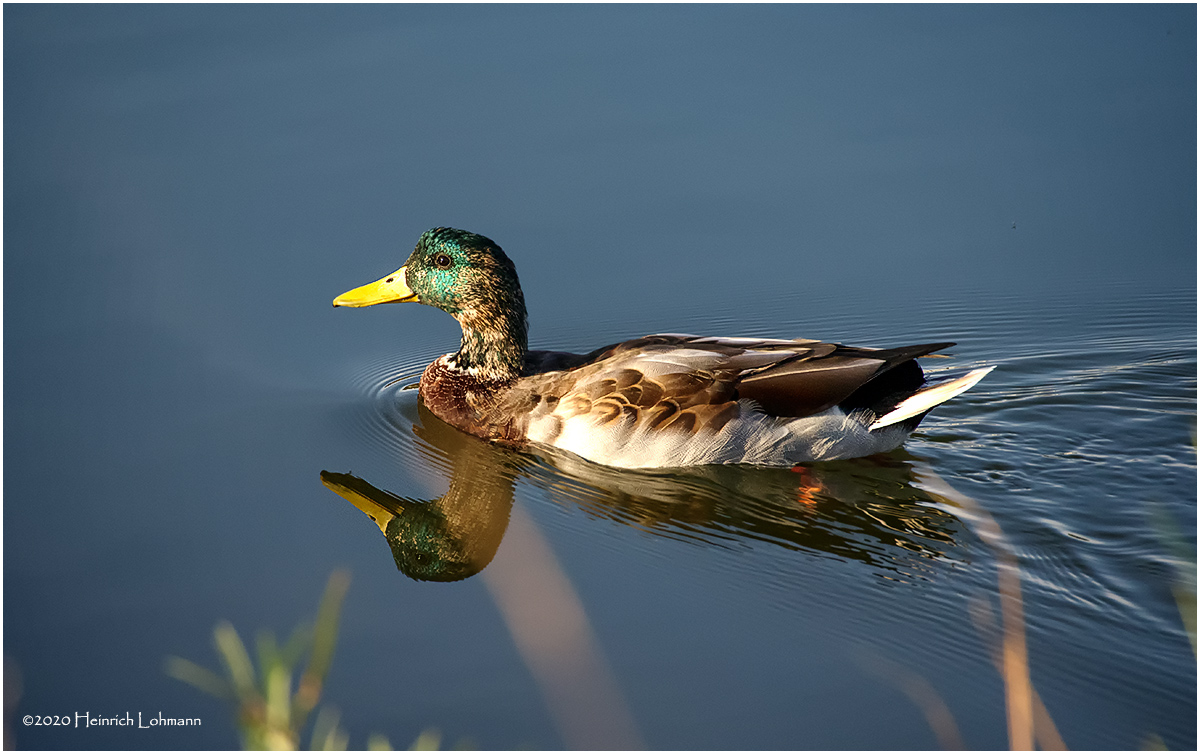 K422161-Mallard-male.jpg