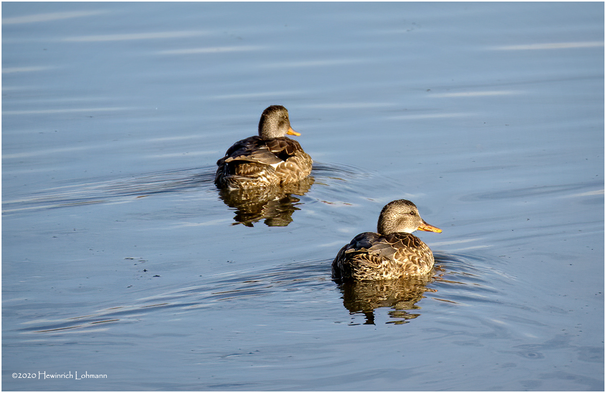K422189-Mallard-female.jpg