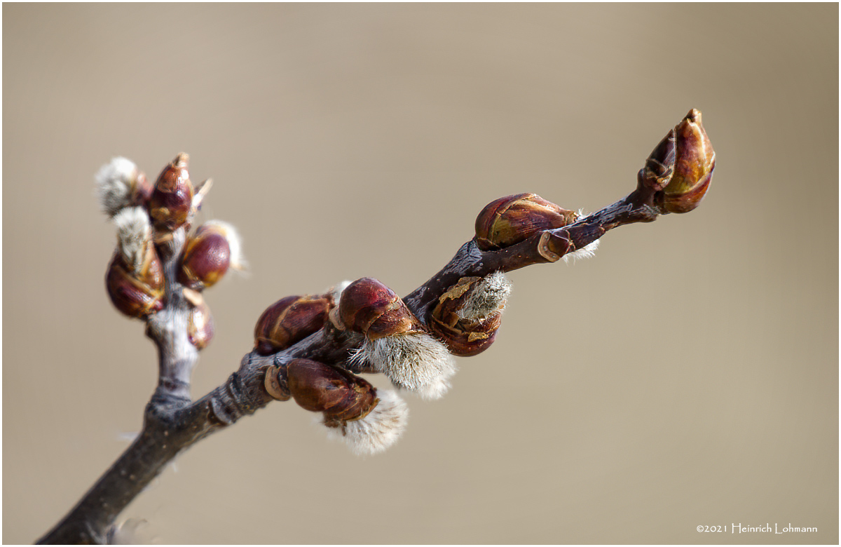 K422599-First sign of Spring.jpg