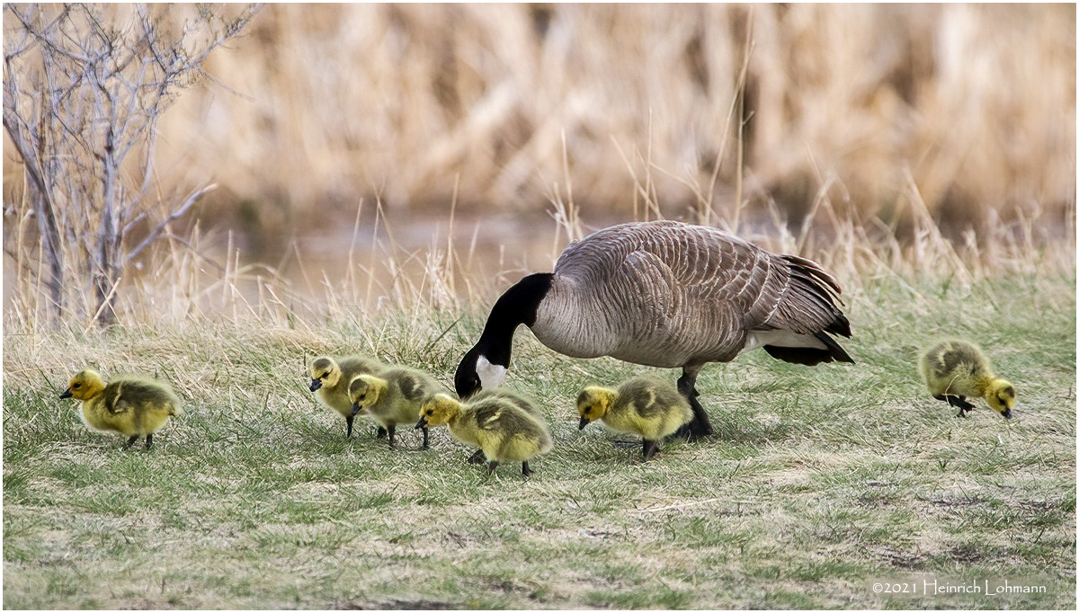 K330792-Canada Geese.jpg