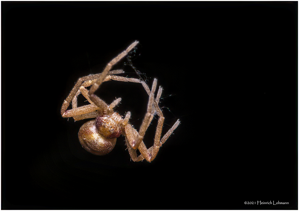 KS30696-Tiny Spider-about 4mm across.jpg