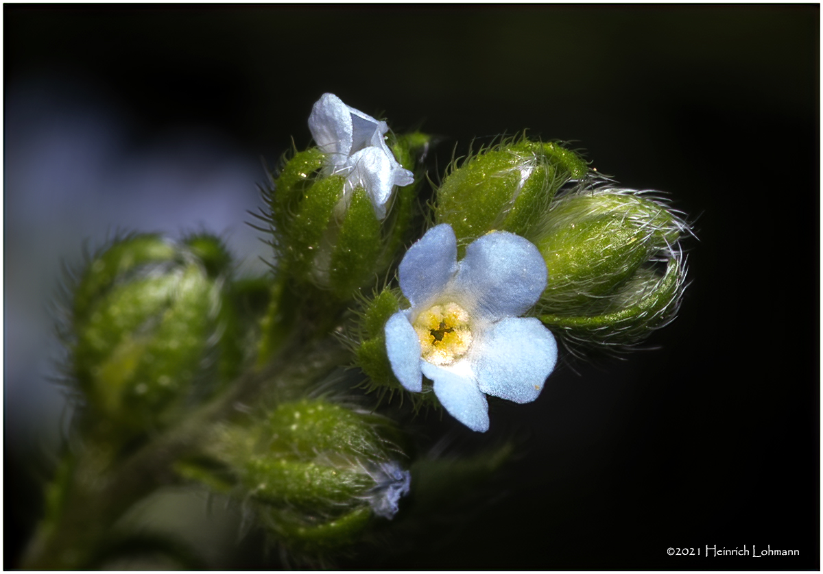K7000279-a real tiny Wild Flower.jpg