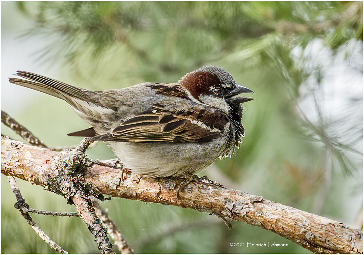 K4223606-House Sparrow-male.jpg