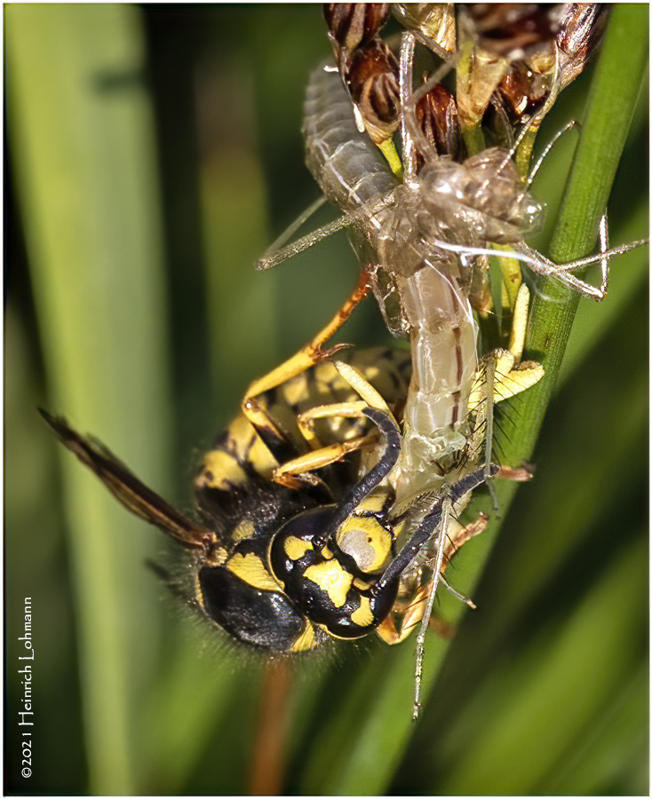 K7001242-Hornet.jpg