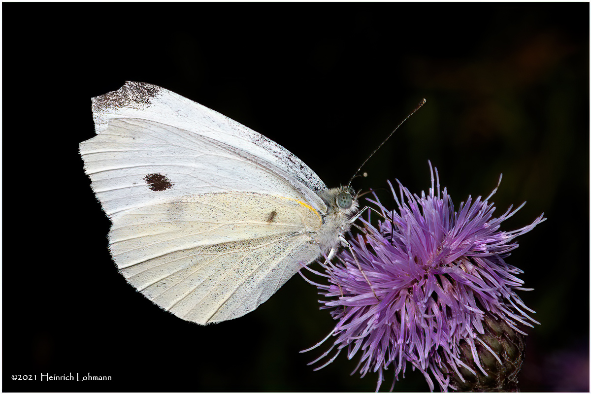 K7001896-European Cabbage Butterfly.jpg