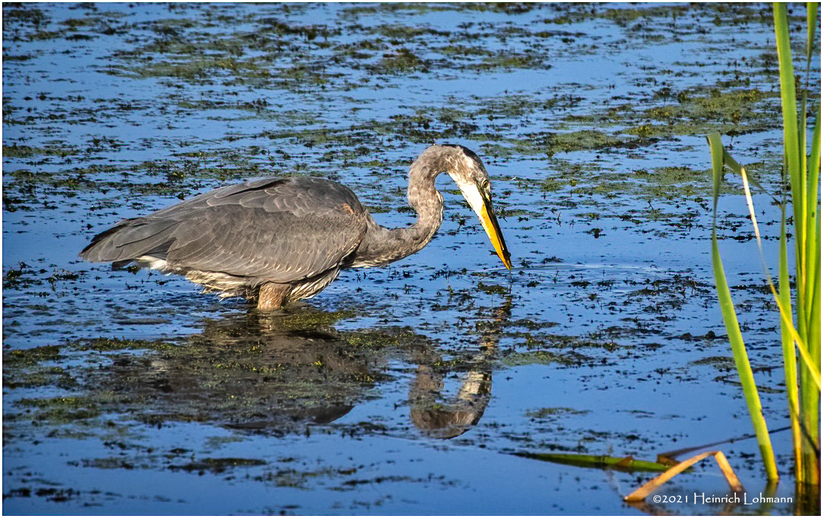 K4225499-Great Blue Heronjpg.jpg