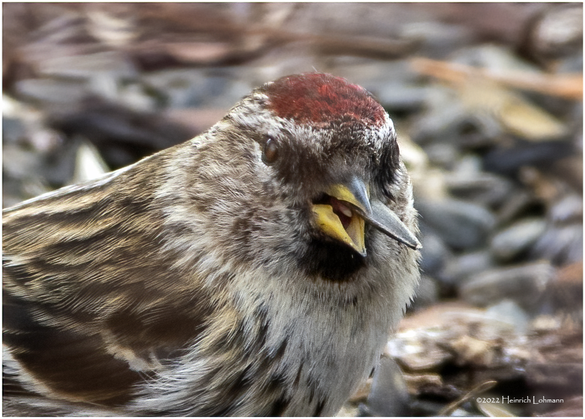 K3309753a-Redpoll.jpg