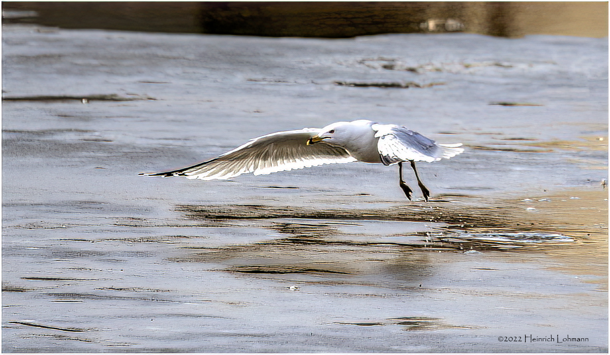 K3310509-Rin-billed Gull.jpg