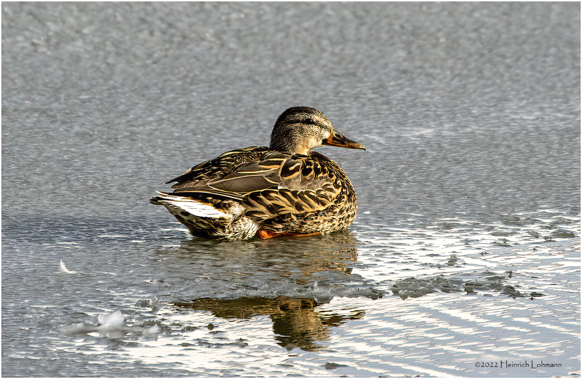 K3310836-Mallard-female.jpg