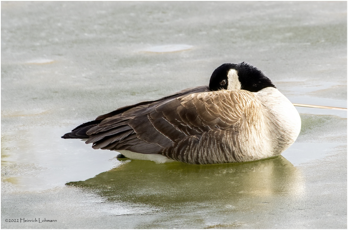 K3310870-Canada Goose.jpg