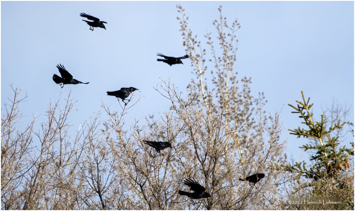 K3310909-American Crows.jpg