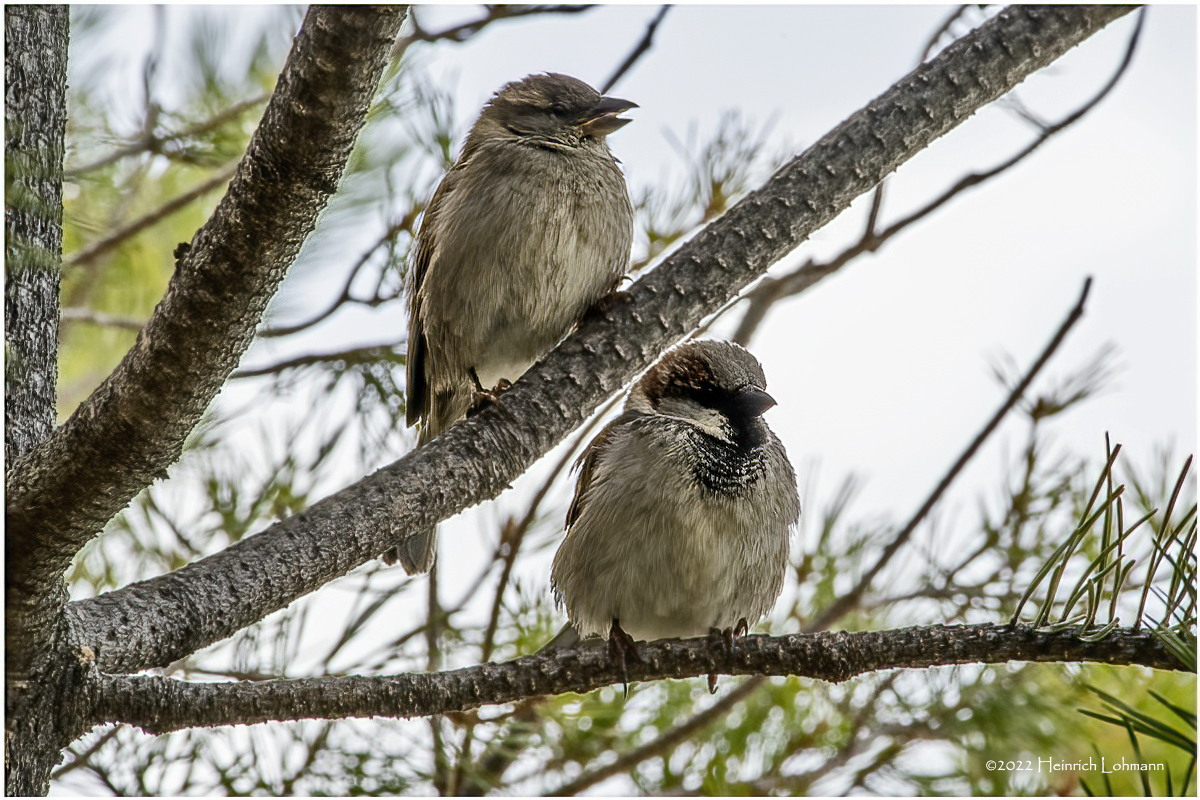 K3311817-Pair of House Sparrows.jpg