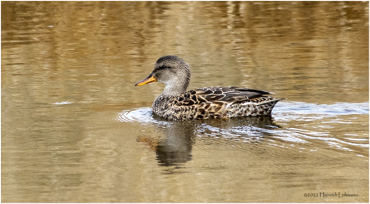 K3311987-Blue-winged Teal-female.jpg