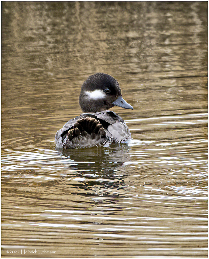 K3312229-Bufflehea-female.jpg