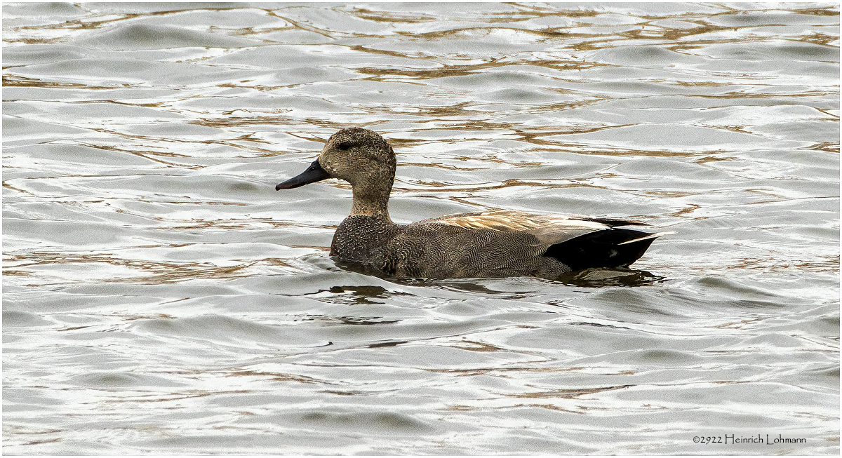 K3312422-Gadwall-male.jpg