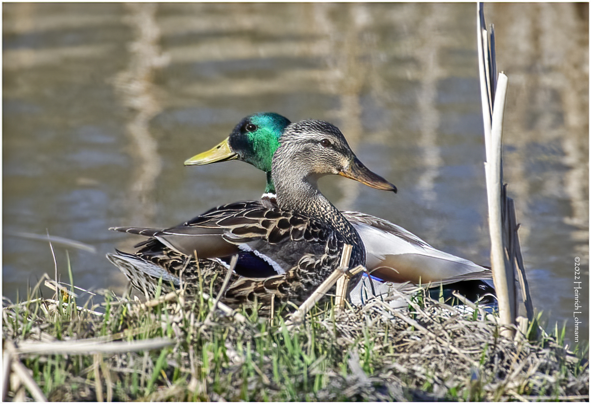 K4228152-Mallard Pair.jpg