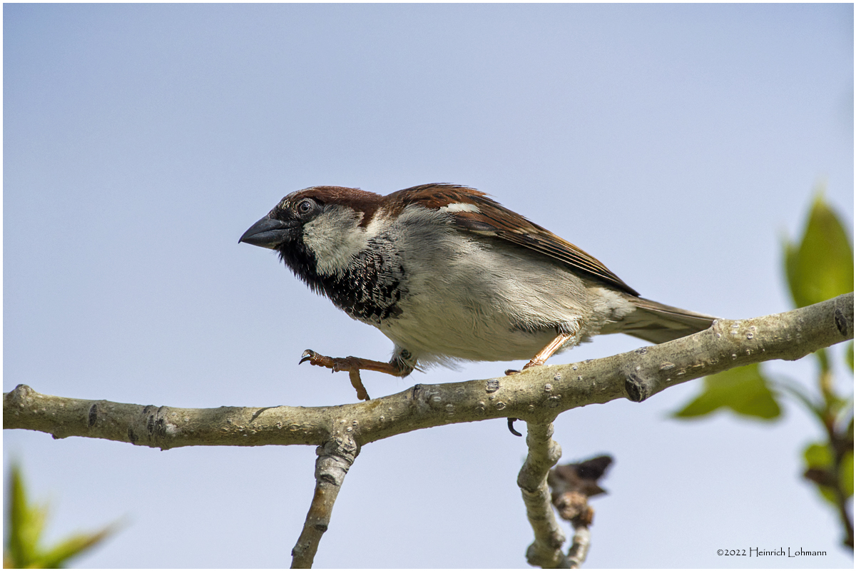 K3313755-House Sparrow-male.jpg