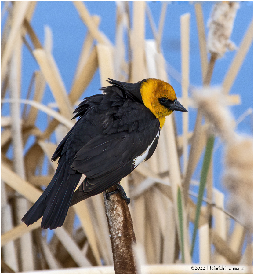 K3313820-Yellow-Headed Blackbird-male.jpg