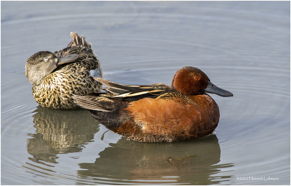 K3314045-Cinnamon Teal Pair.jpg
