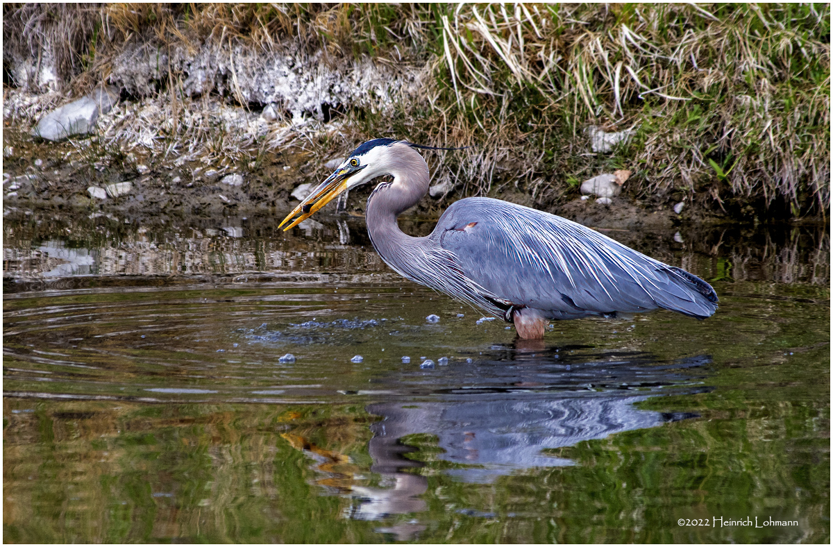 K3314204-Great Blue Heron.jpg