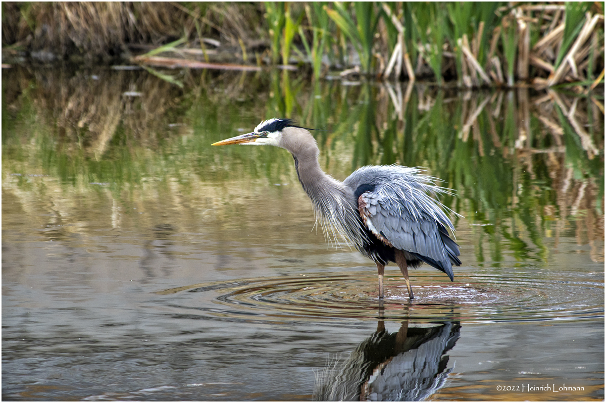 K3314246-Great Blue Heron.jpg