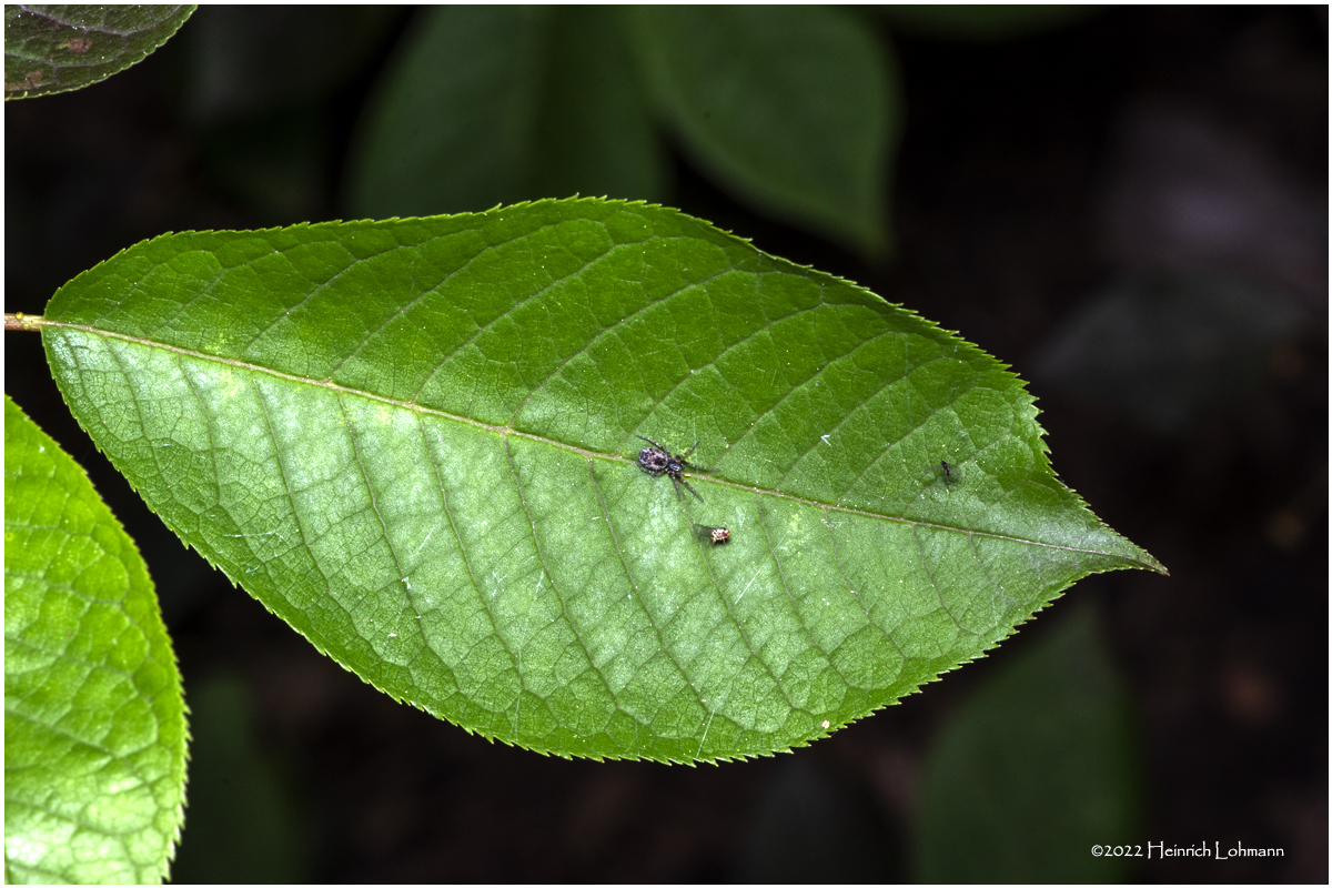 K7003834-Tiny Spider.jpg