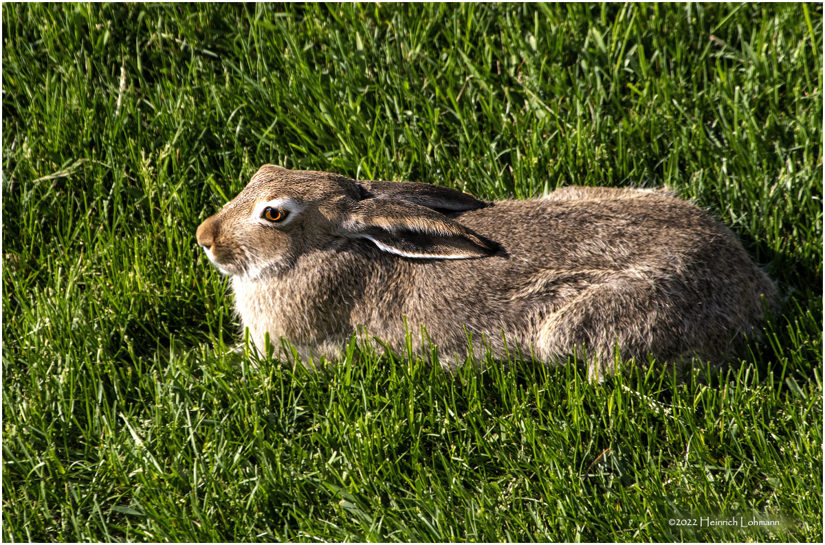 K3314499-Snowshoe Hare.jpg