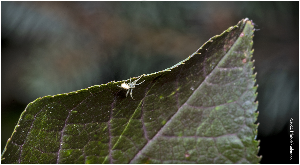 K7003991-Tiny spider.jpg