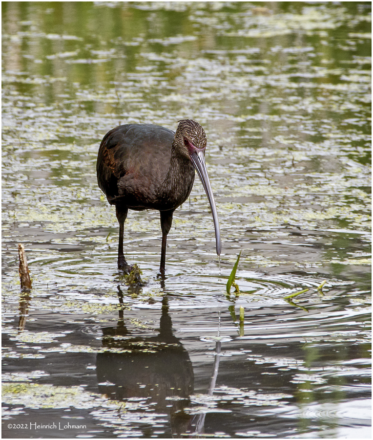 K3315231-White-Faced Ibis-juvenile.jpg
