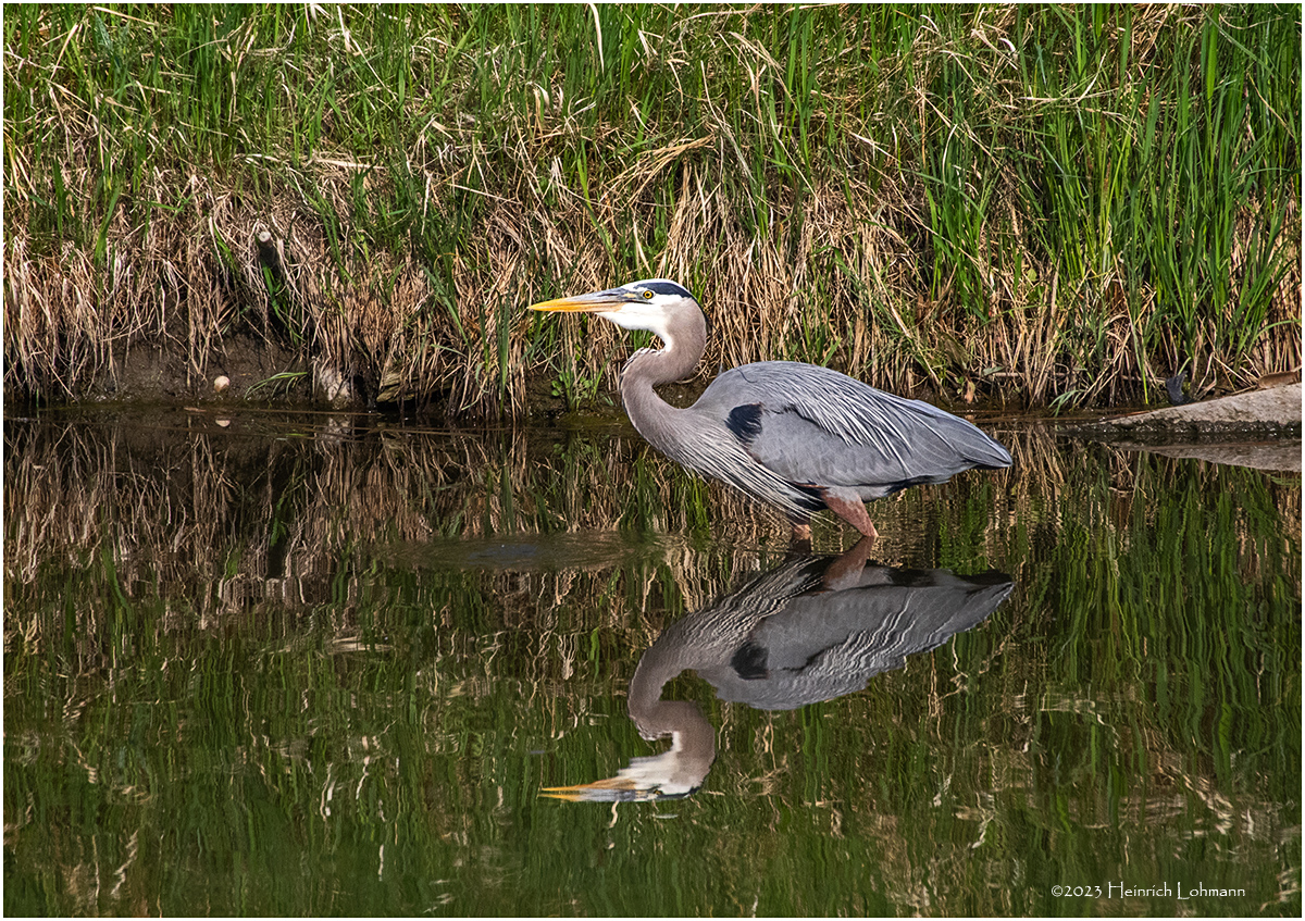 K4232154-Great Blue Heron.jpg