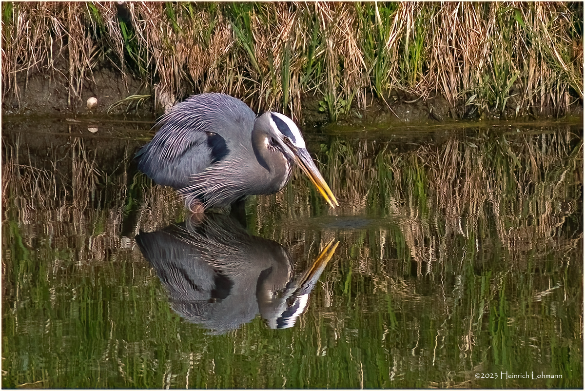 K4232162-Great Blue Heron.jpg