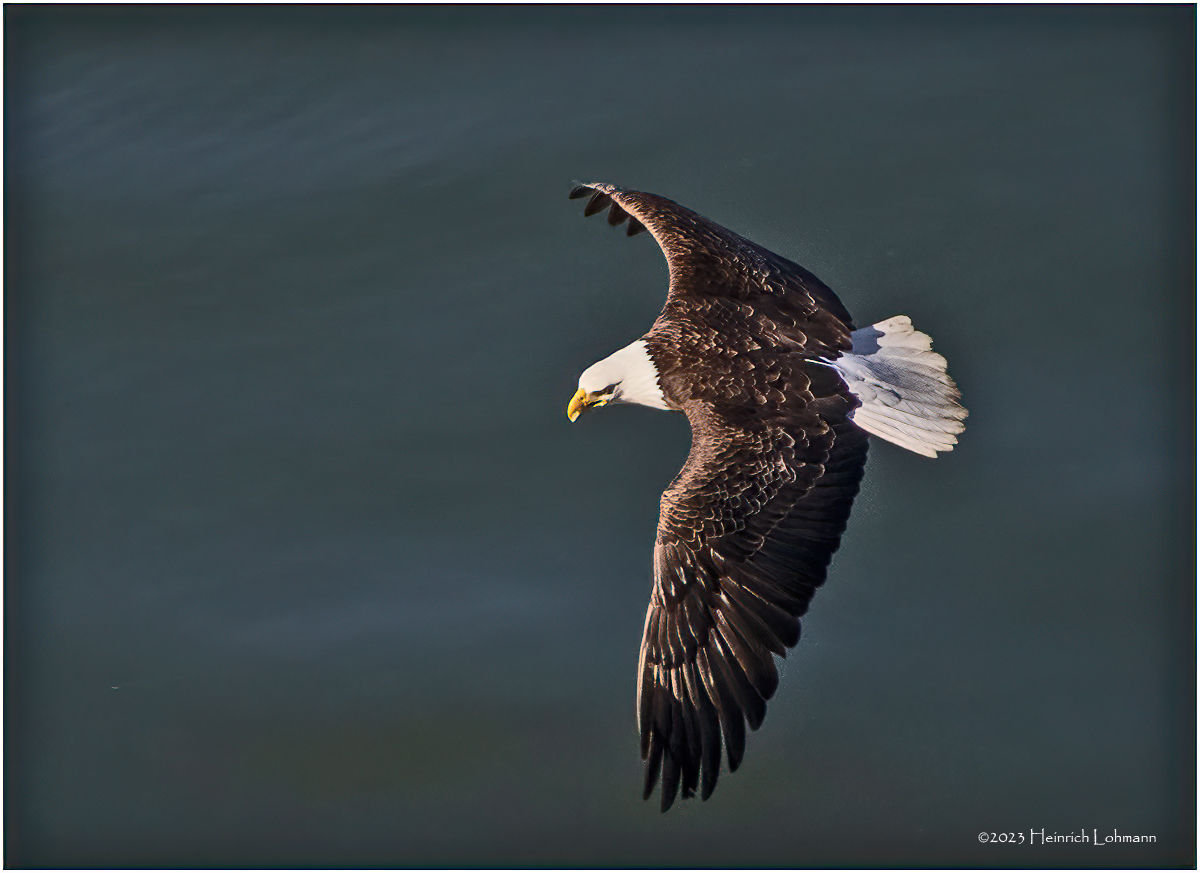 K4231616BaldEagle.jpg